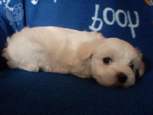 MALTESE